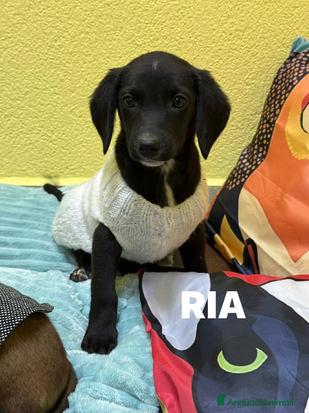 Meticcio cani in regalo: 5 DOLCISSIMI CUCCIOLI! 3 mesi e mezzo. - Annuncio 12