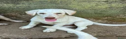 Meticcio cani in regalo: Lumi cerca casa 🏡 - Annuncio 6