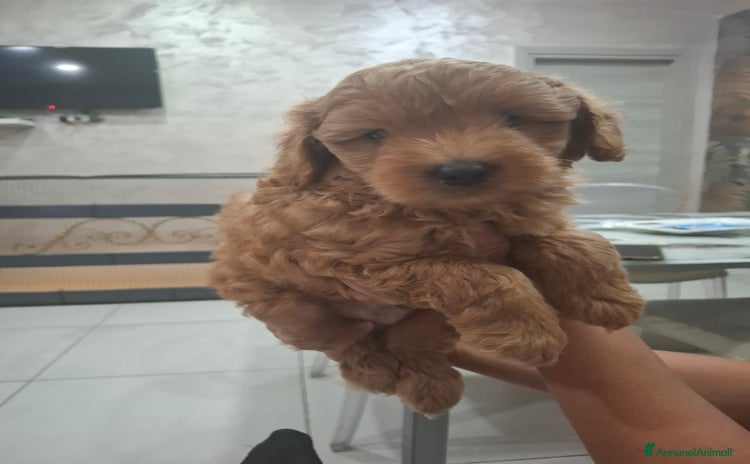 Barboncino Toy cani a Città Metropolitana di Napoli - Annuncio 13