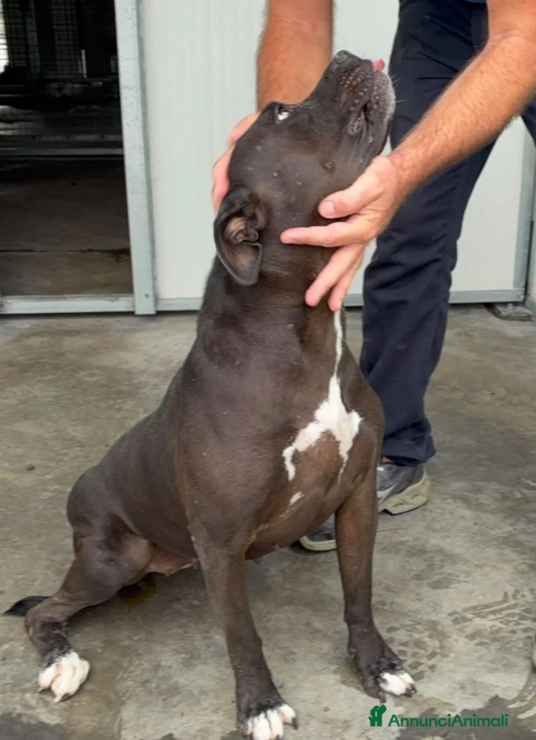 Pitbull cani in regalo: Pitbull femmina 2/3anni color castagna,che penaSUD - Annuncio 2