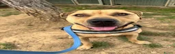 Meticcio cani in regalo: pio pitbull - Annuncio 3