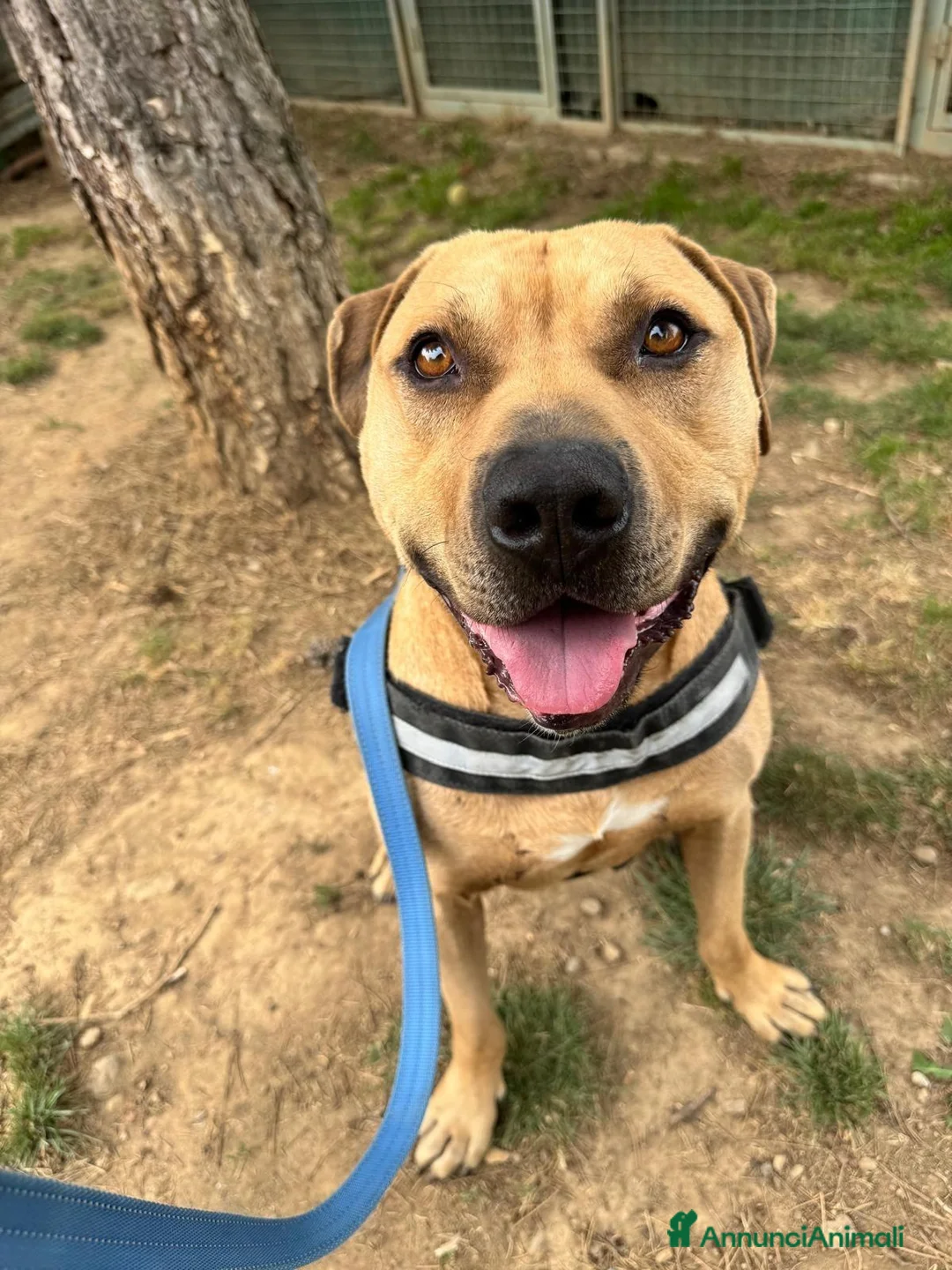Meticcio cani in regalo: pio pitbull - Annuncio 3