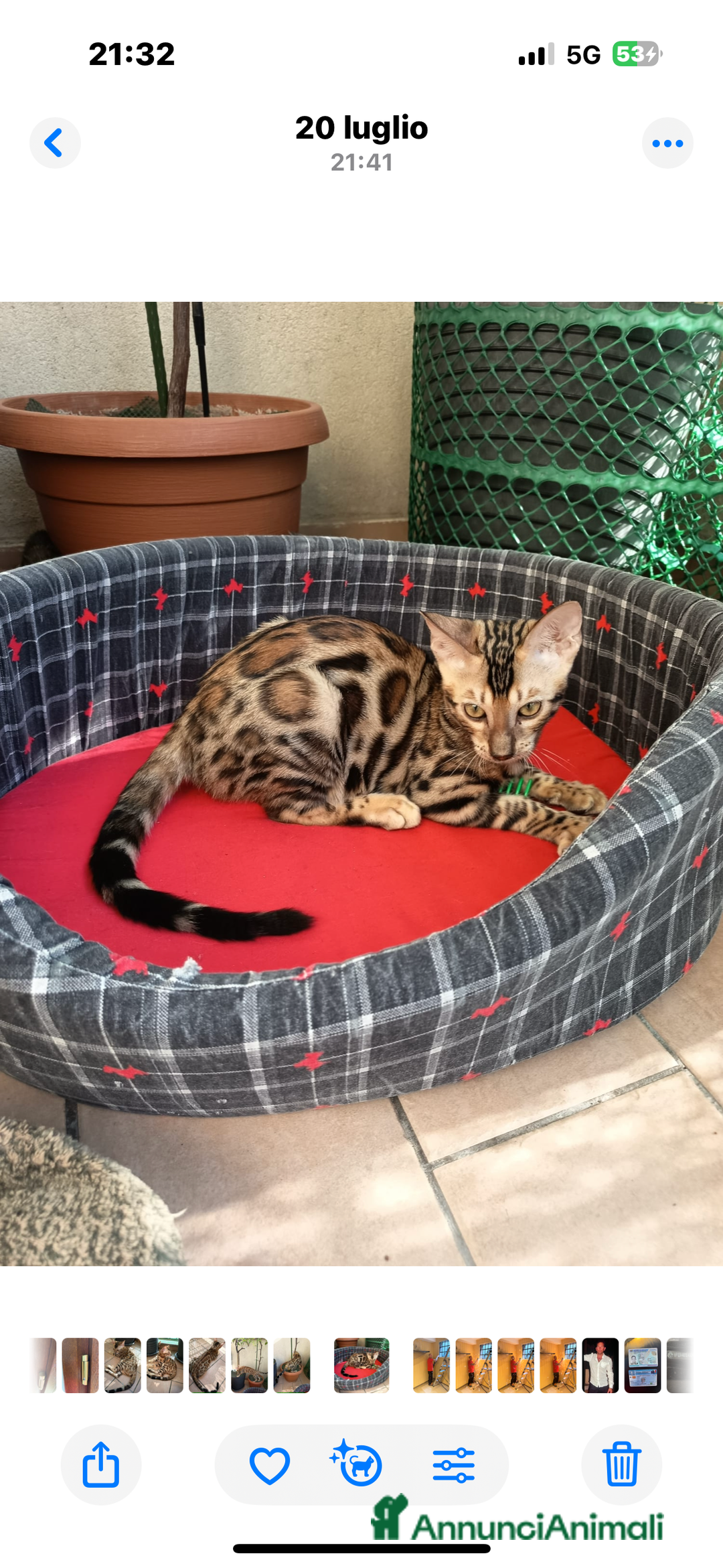 Bengala gatti in vendita: Cuccioli bengala - Annuncio 8