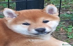 Shiba Inu cani in vendita: cucciole shiba inu riproduzione selezionata a Provincia di Treviso - Immagine 6
