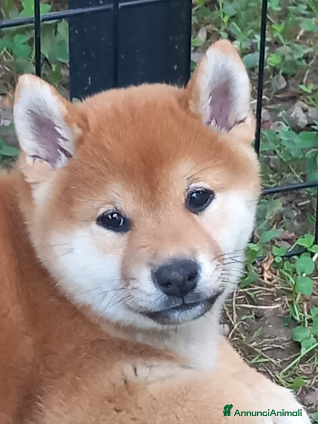 Shiba Inu cani in vendita: cucciole shiba inu riproduzione selezionata a Provincia di Treviso - Immagine 6