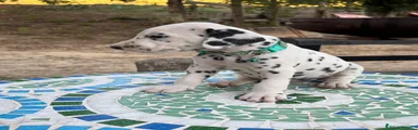 Dalmata 2 verdeacqua
