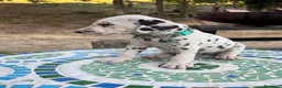Dalmata cani in vendita: Cuccioli di Dalmata - Annuncio 20