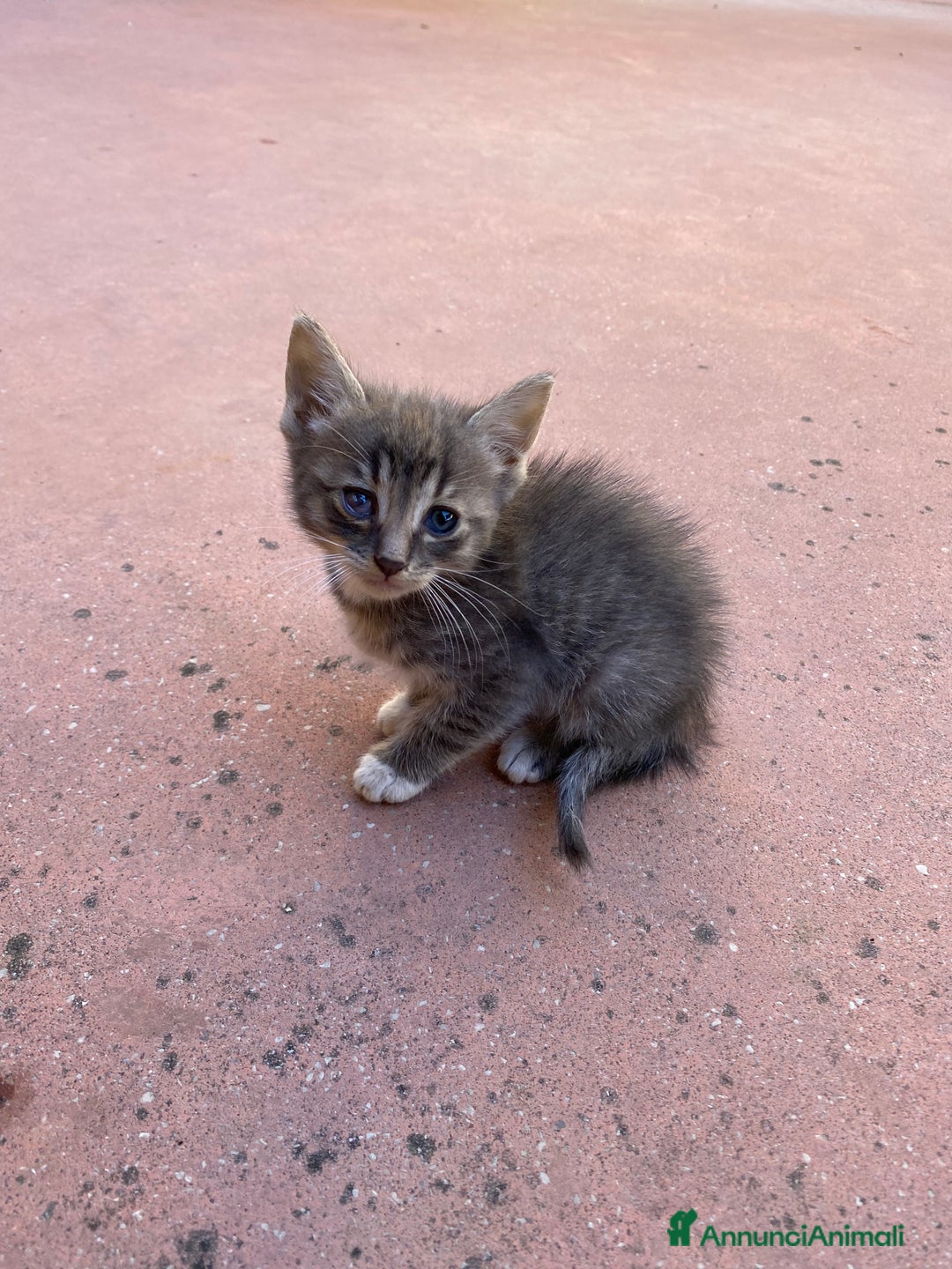 Meticcio gatti in regalo: Mickey cerca casa! - Annuncio 2