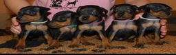 Pinscher Miniatura cani in vendita: Pinscher nano  - Annuncio 14