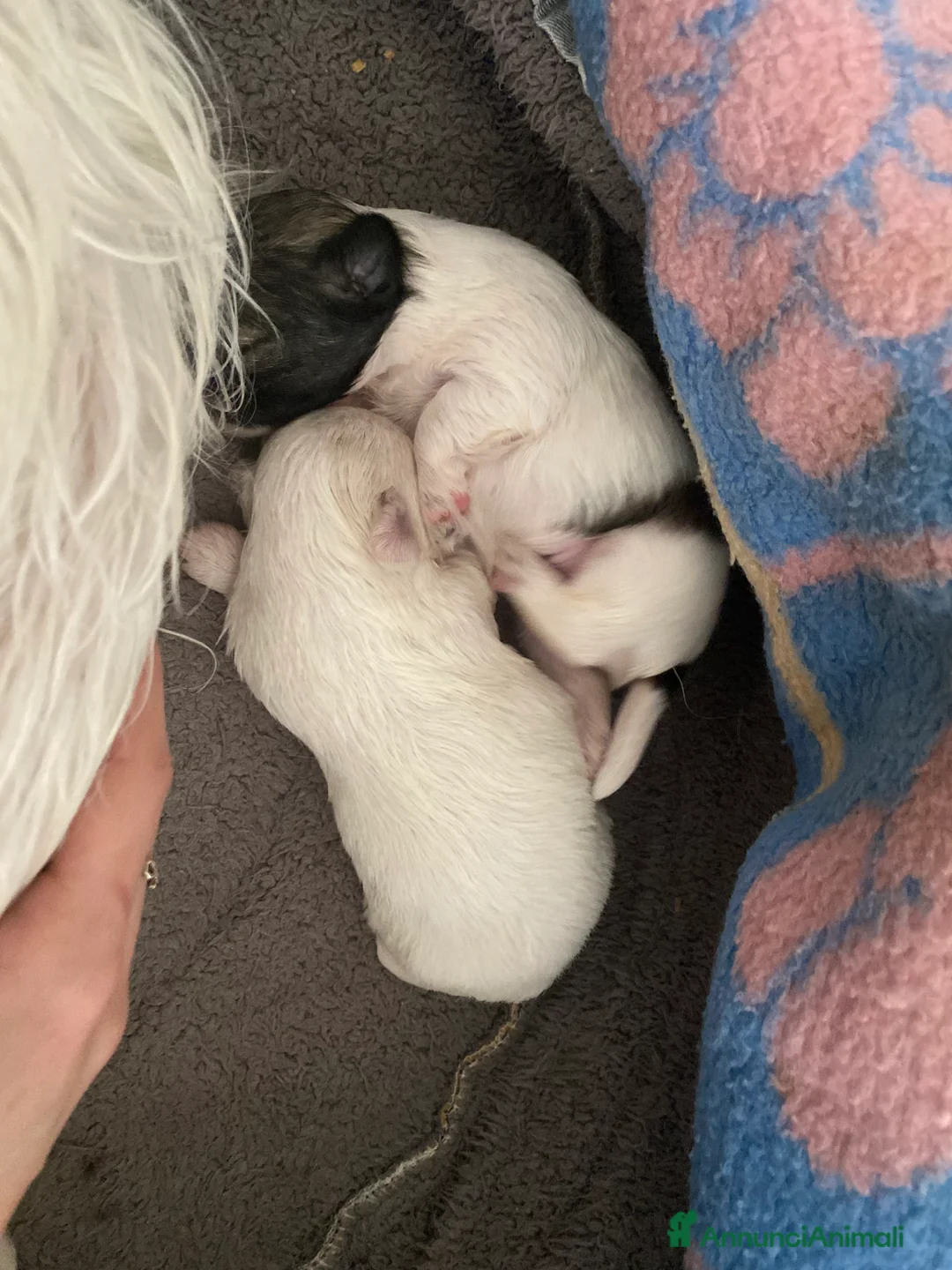 Maltipoo cani in vendita: Cuccioli maltipoo - Annuncio 5