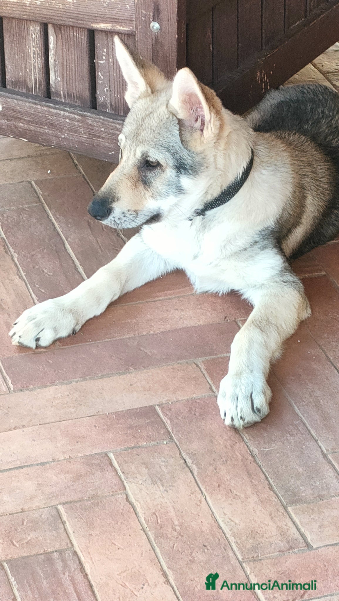 Lupo Cecoslovacco cani Cucciola lupo cecoslovacco  - Annuncio 1