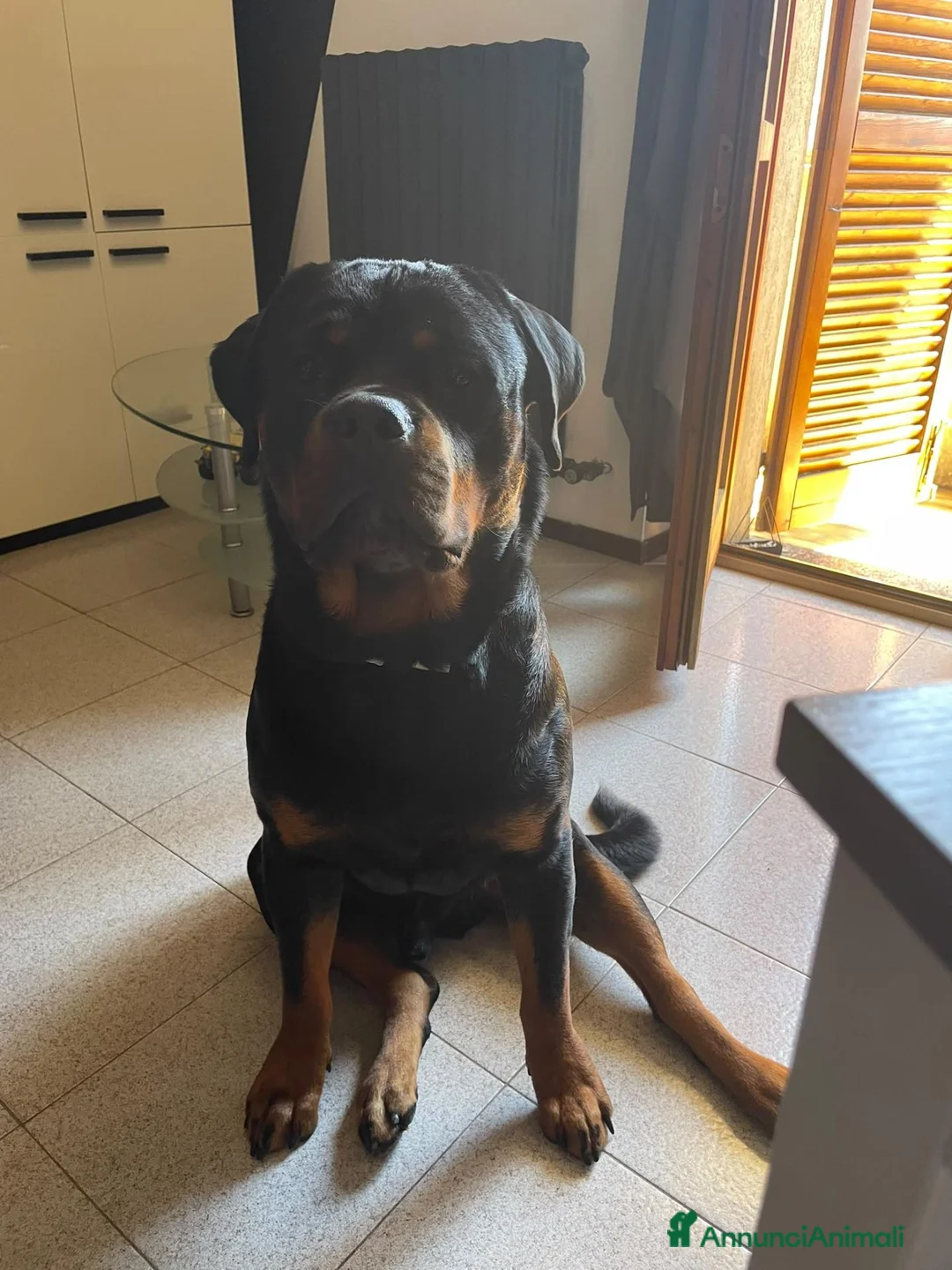 Rottweiler cani in vendita: Rottweiler Maschio Adulto con Pedigree a Provincia di Pavia - Annuncio 2