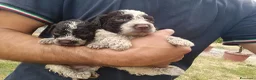 Lagotto cani in vendita: Lagotti  - Annuncio 7