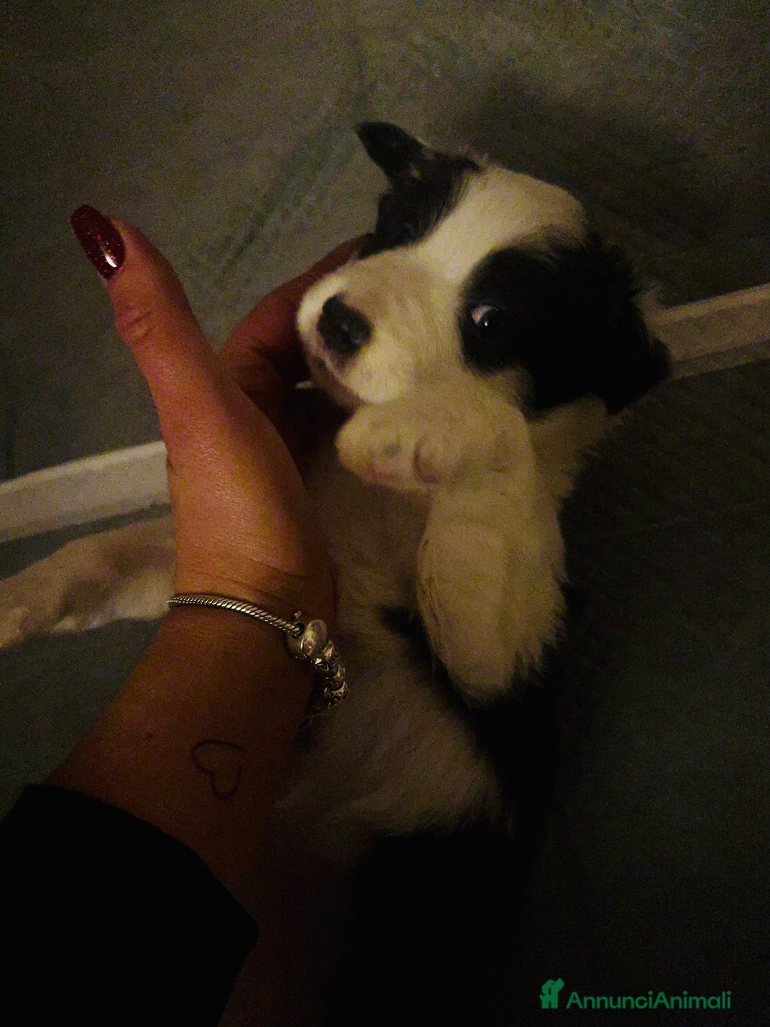 Border Collie cani in vendita: Cucciola Border collie  - Annuncio 6