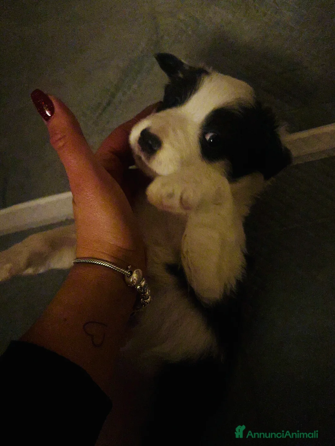 Border Collie cani in vendita: Cucciola Border collie  - Annuncio 6