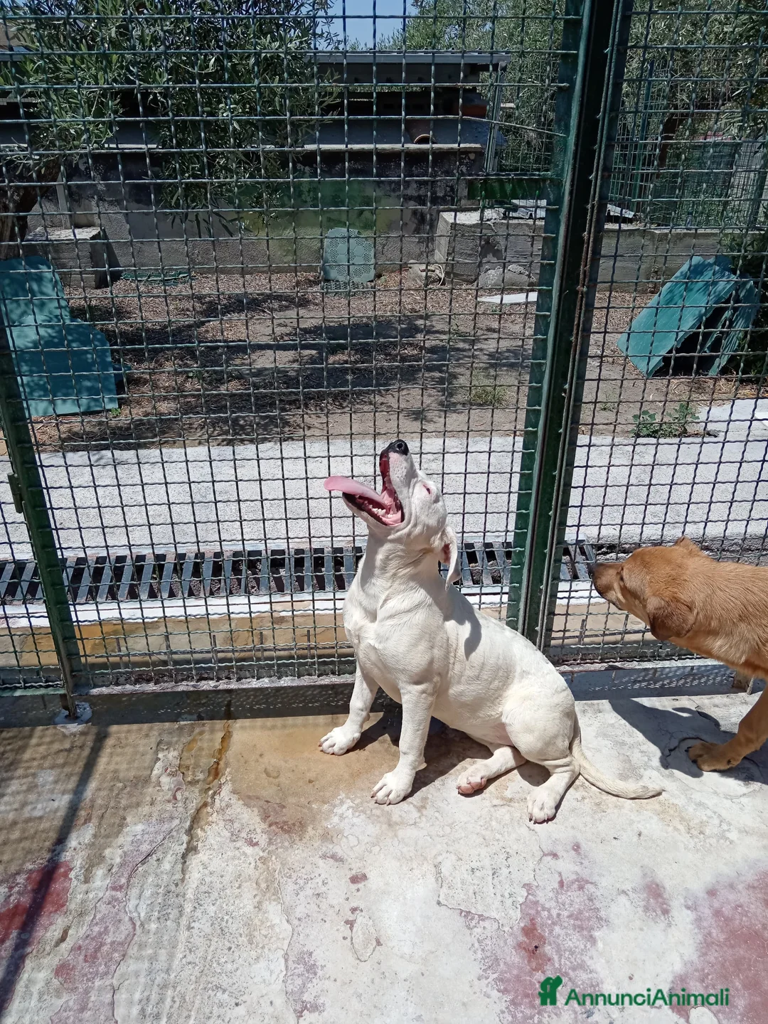 Labrador cani in regalo: Lucia femmina di simil Labrador - Annuncio 2