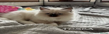 Gattino 1