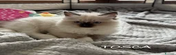 Ragdoll gatti in vendita: Vendesi cuccioli Ragdoll - Annuncio 1