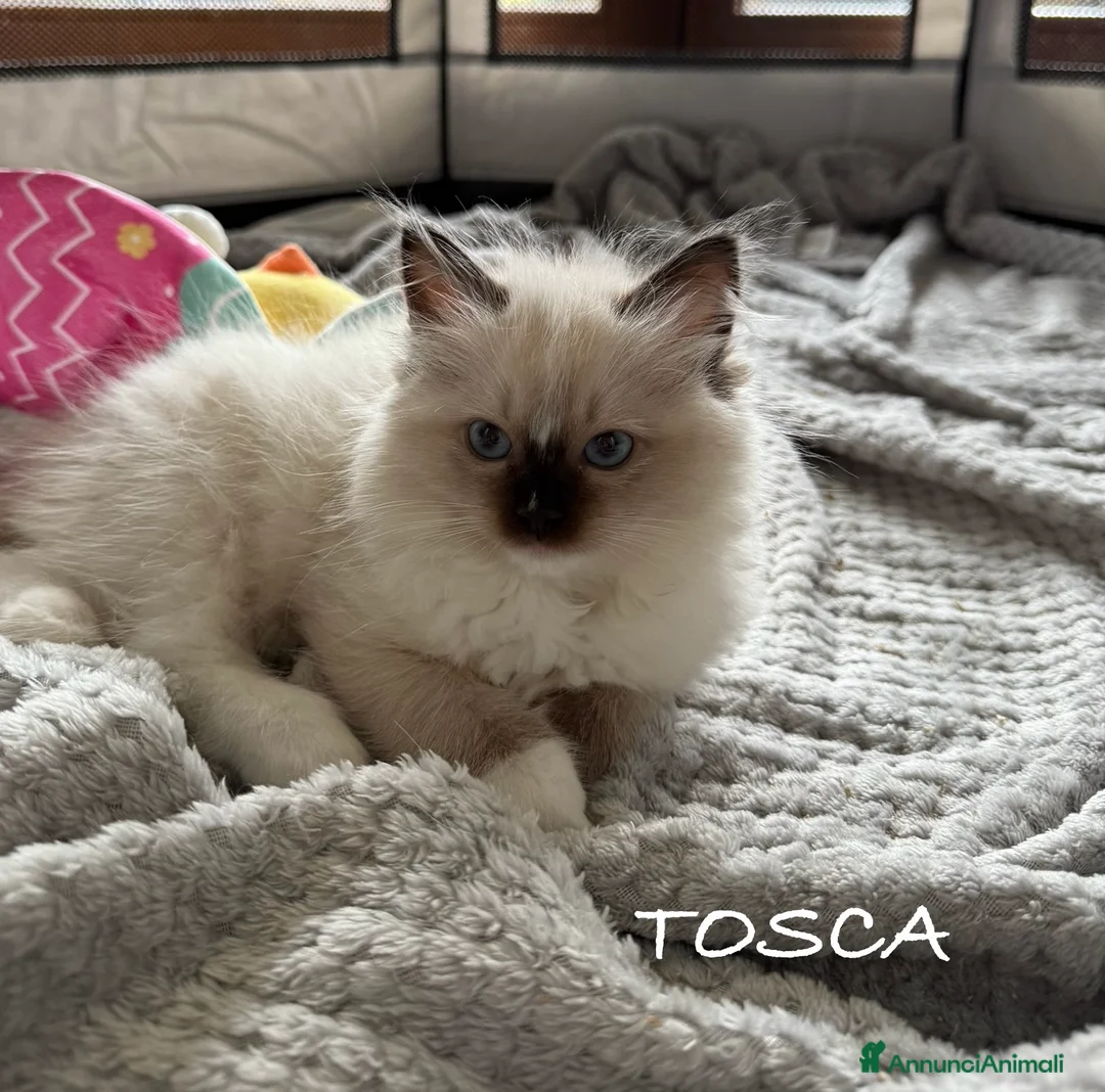 Ragdoll gatti in vendita: Vendesi cuccioli Ragdoll - Annuncio 1