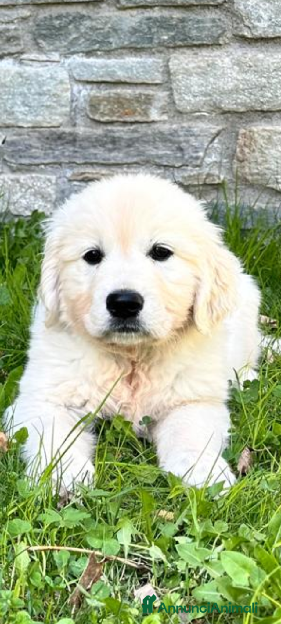 Golden Retriever cani Cuccioli di Golden retriever inglese  - Annuncio 1
