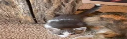 Europeo gatti in regalo: Gattina europea in regalo - Annuncio 2
