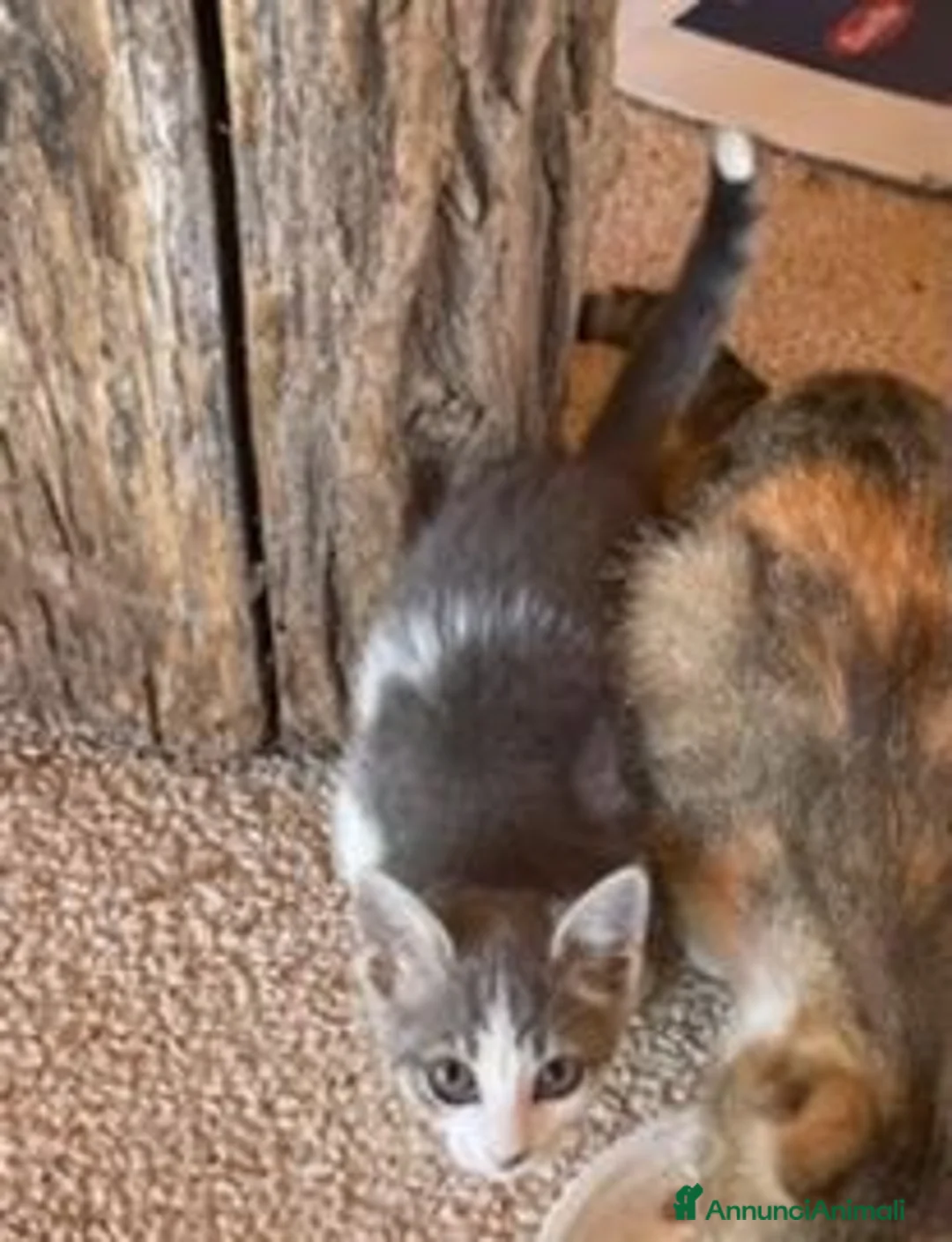 Europeo gatti in regalo: Gattina europea in regalo - Annuncio 2