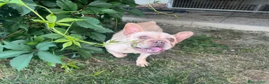 Bulldog Francese 2