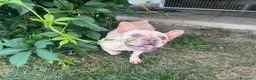 Bulldog Francese cani in vendita: Allevamento affida coppia di Bouledogue Francese - Annuncio 7