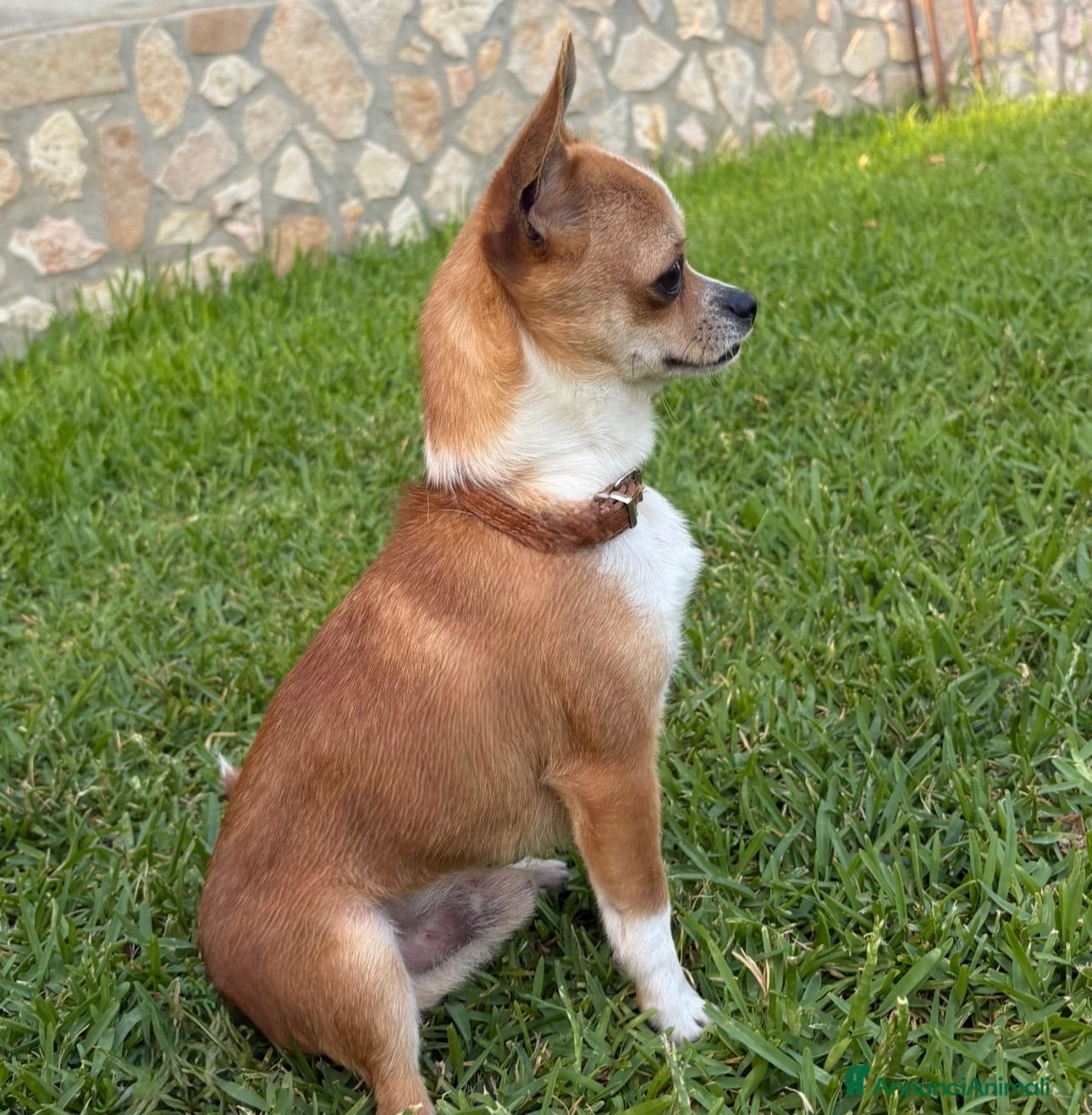 Chihuahua cani Cane chihuahua disponibile per monta - Annuncio 4