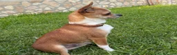 Chihuahua cani per accoppiamento: Cane chihuahua disponibile per monta a Provincia di Catanzaro - Annuncio 1