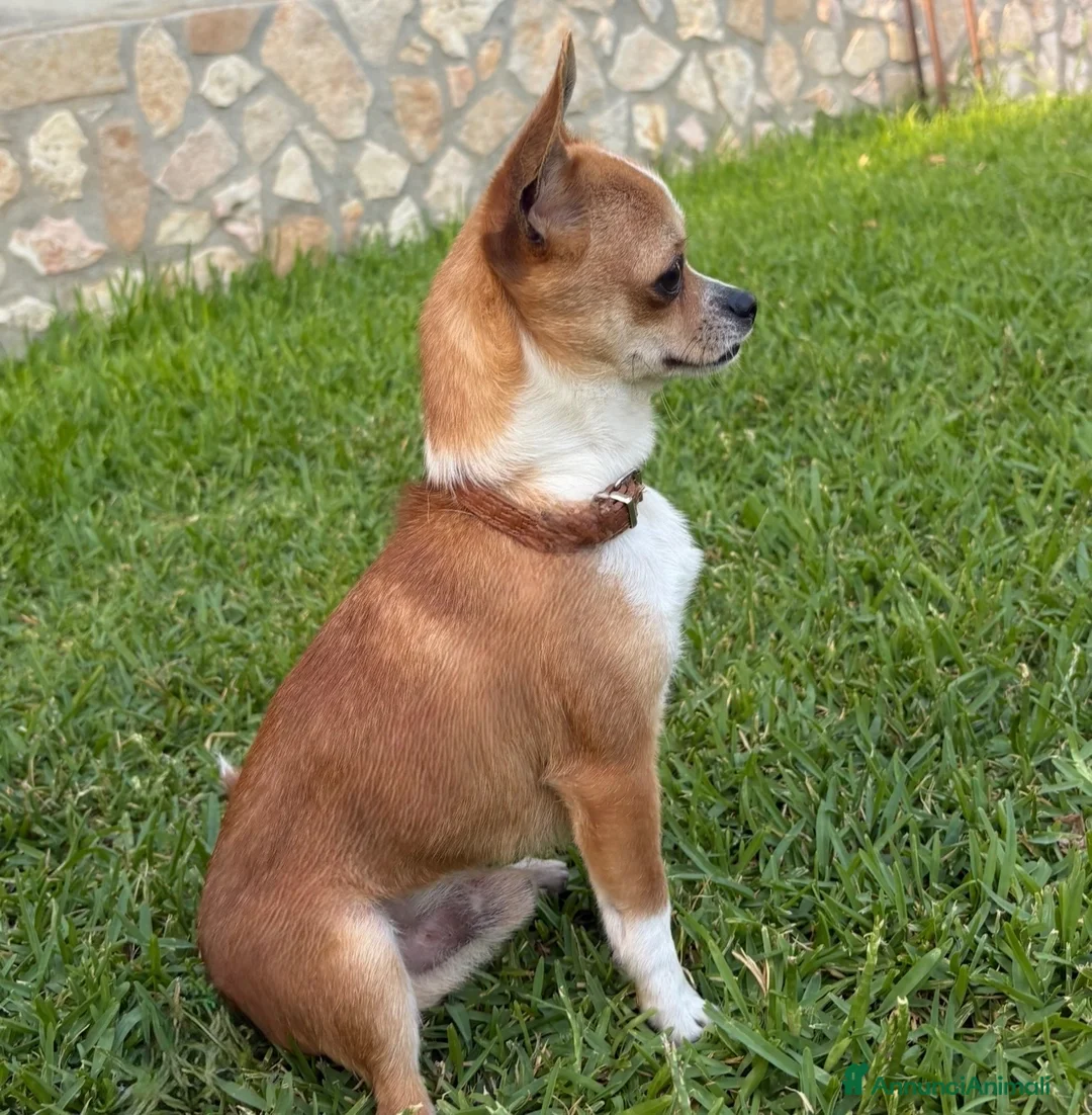 Chihuahua cani per accoppiamento: Cane chihuahua disponibile per monta a Provincia di Catanzaro - Annuncio 1