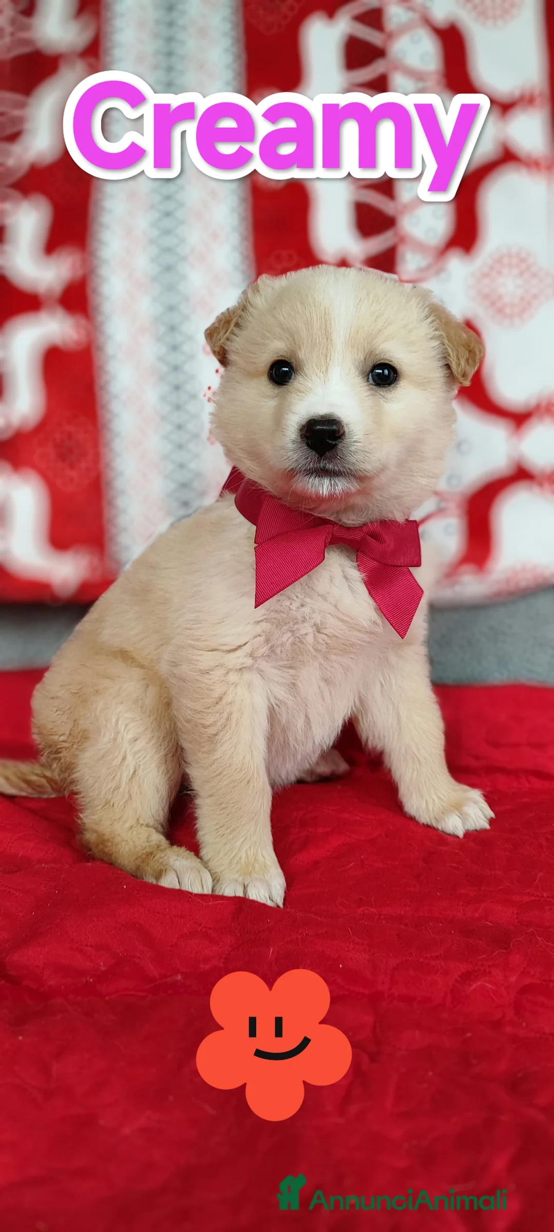 Meticcio cani in regalo: Creamy dolce cucciola in cerca di casa a Provincia di Como - Annuncio 5