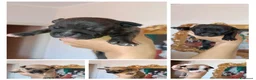 Staffordshire cani in vendita: Cuccioli di Staffordshire Bull Terrier disponibili a Libero consorzio comunale di Agrigento - Annuncio 3