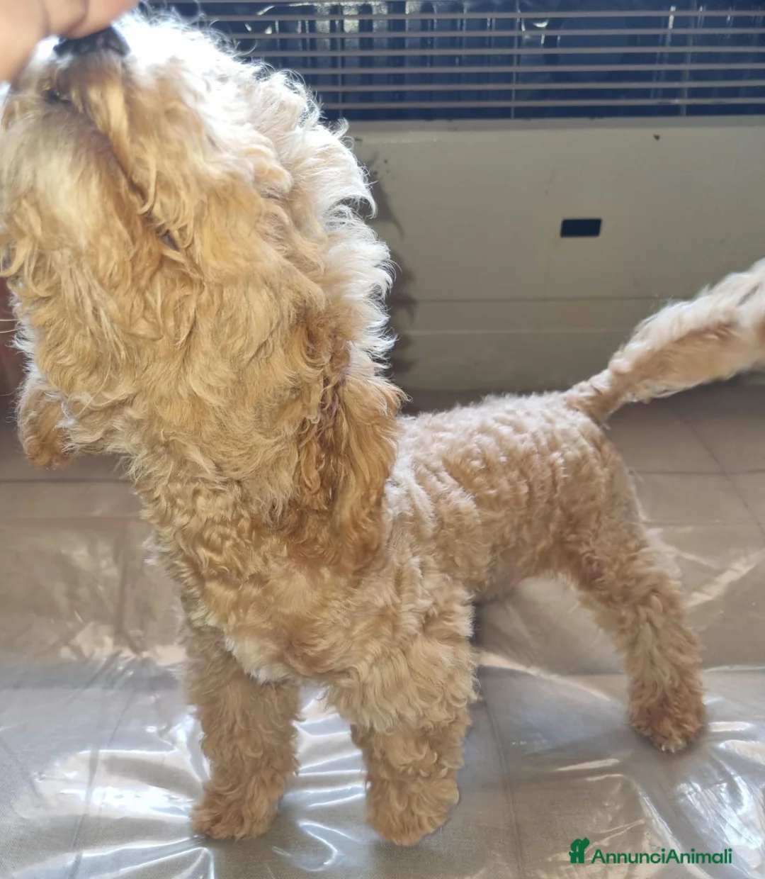Barboncino Toy cani in vendita: Barboncino toy colore champagne  - Annuncio 1