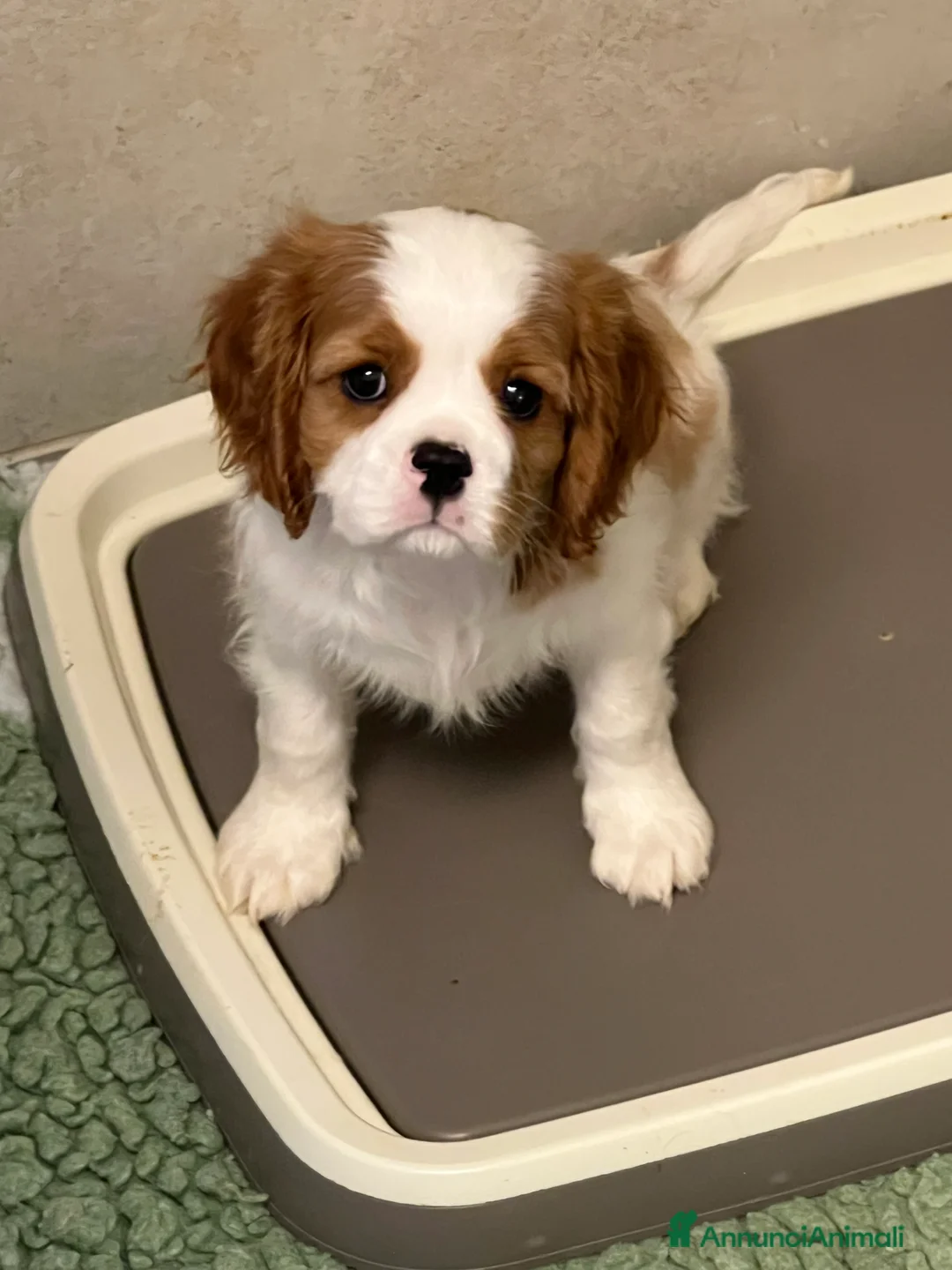 Cavalier King cani in vendita: Bellissimo cucciolo di Cavalier  - Annuncio 1