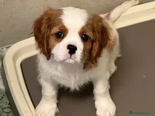 Cavalier King cani Bellissimo cucciolo di Cavalier - Annuncio 5