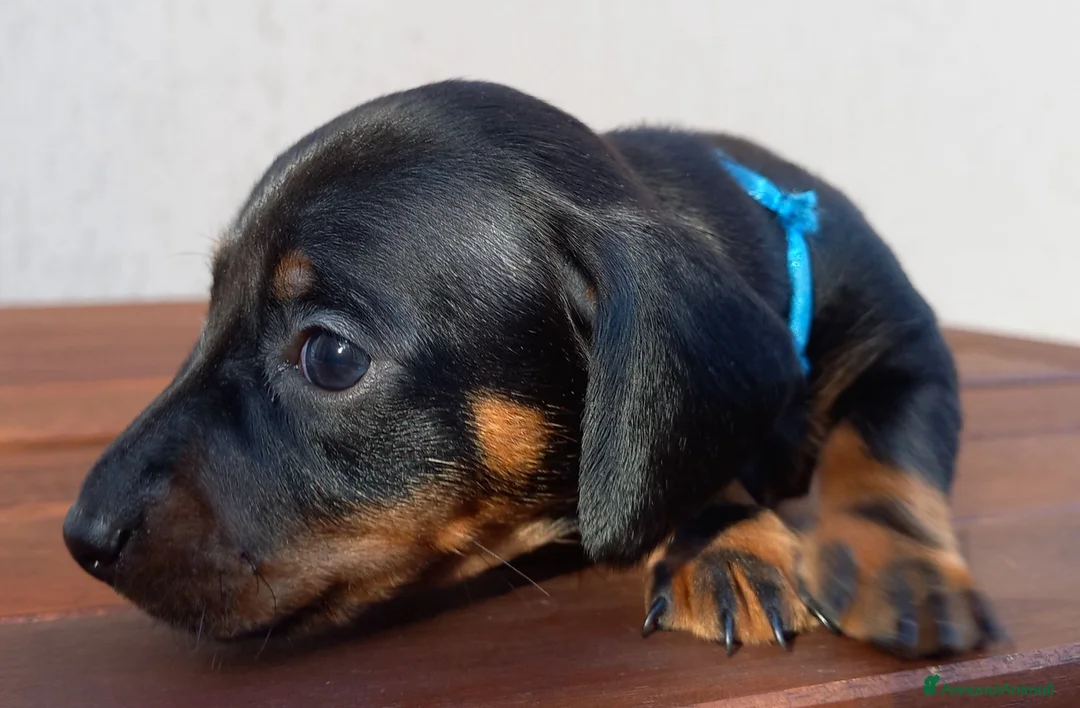 Bassotto cani in vendita: Bassotti pelo corto - Annuncio 5