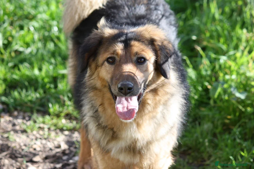 Meticcio cani in regalo: enza in adozione - Annuncio 2