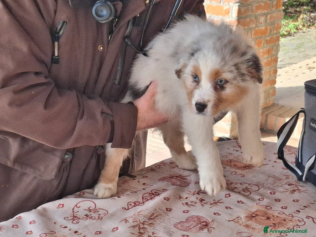 Australian Shepherd cani in vendita: Cuccioli australian shepard in cerca di amore - Annuncio 3