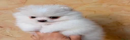 Volpino Pomerania cani in vendita: Cuccioli di Pomerania nano  - Annuncio 30