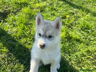 Husky cani Magnifica cucciola di Siberian Husky a Provincia di Cuneo - Annuncio 5