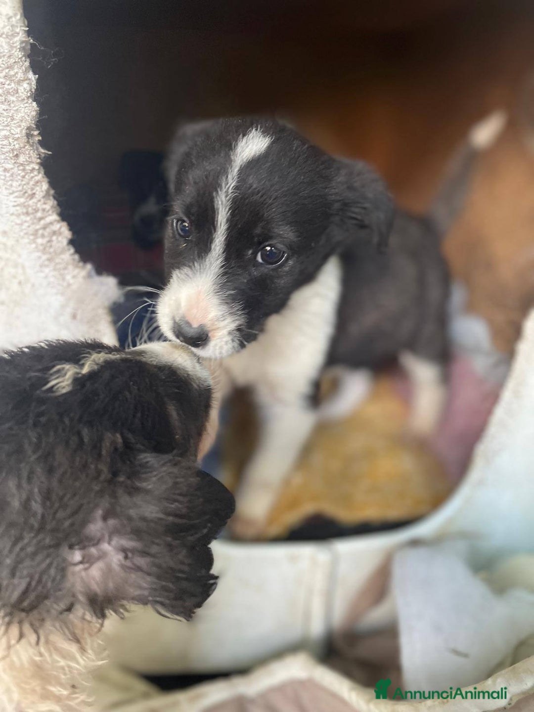 Meticcio cani in regalo: 4 cucciolotti meravigliosi cercano casa - Annuncio 24