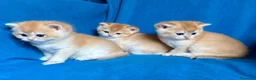 British gatti in vendita: Gattini British shorthair golden chell - Annuncio 2