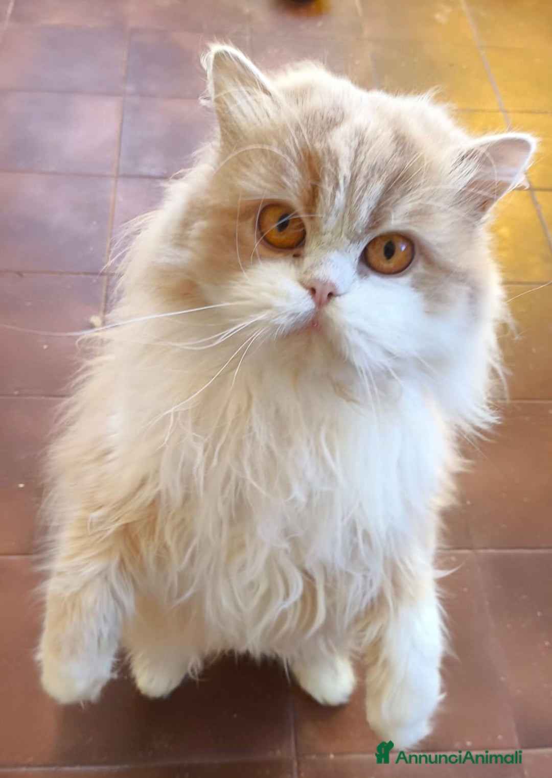 Scottish gatti in vendita: Scottish in rehoming - Annuncio 1