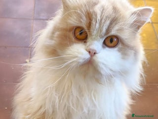 Scottish gatti Scottish in rehoming - Annuncio 1