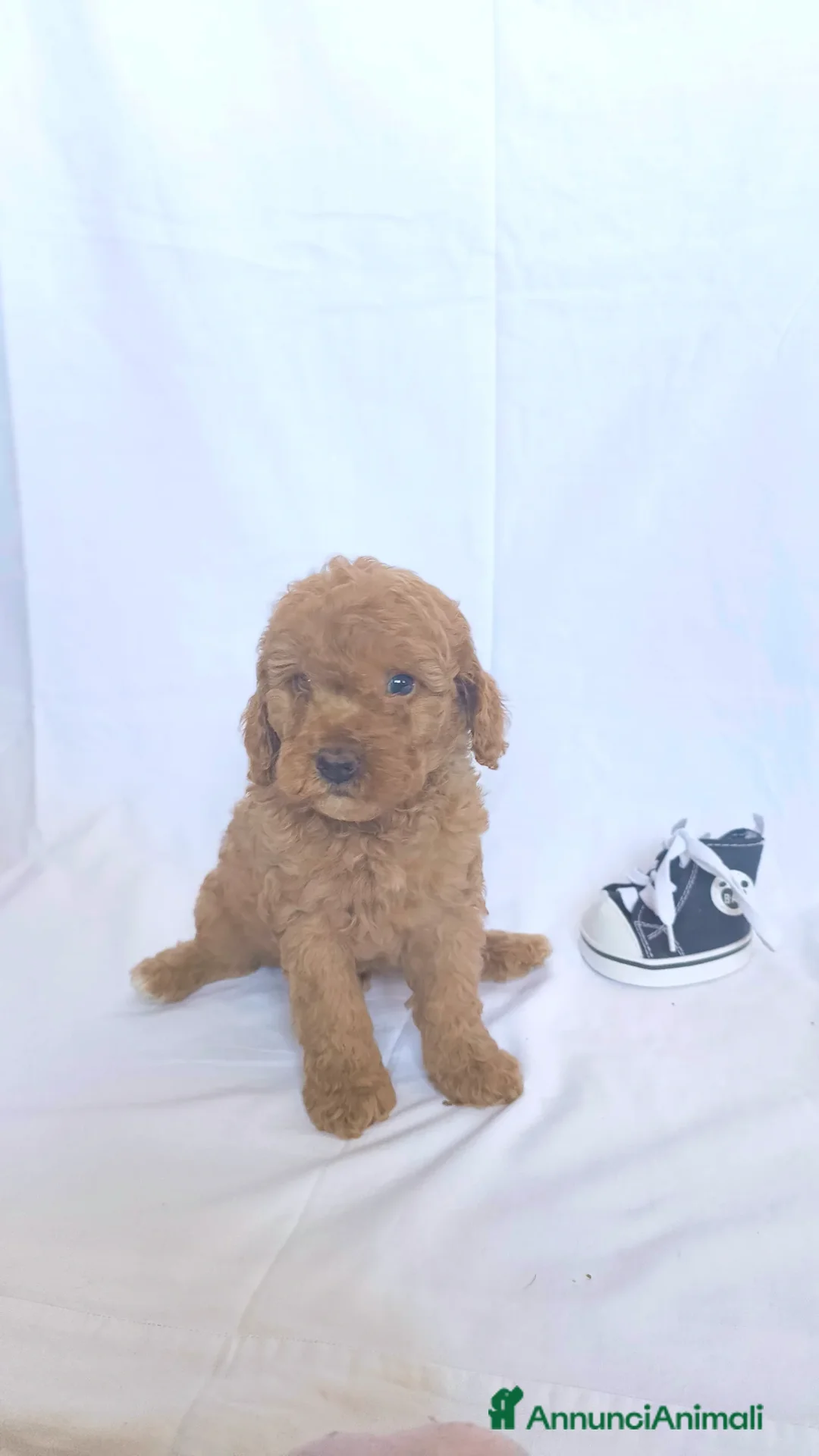 Barboncino cani in vendita: Sani e Deliziosi Barboncini - Annuncio 2