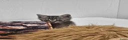Altre razze gatti in regalo: ALVIN CERCA CASA 🏡 - Annuncio 4