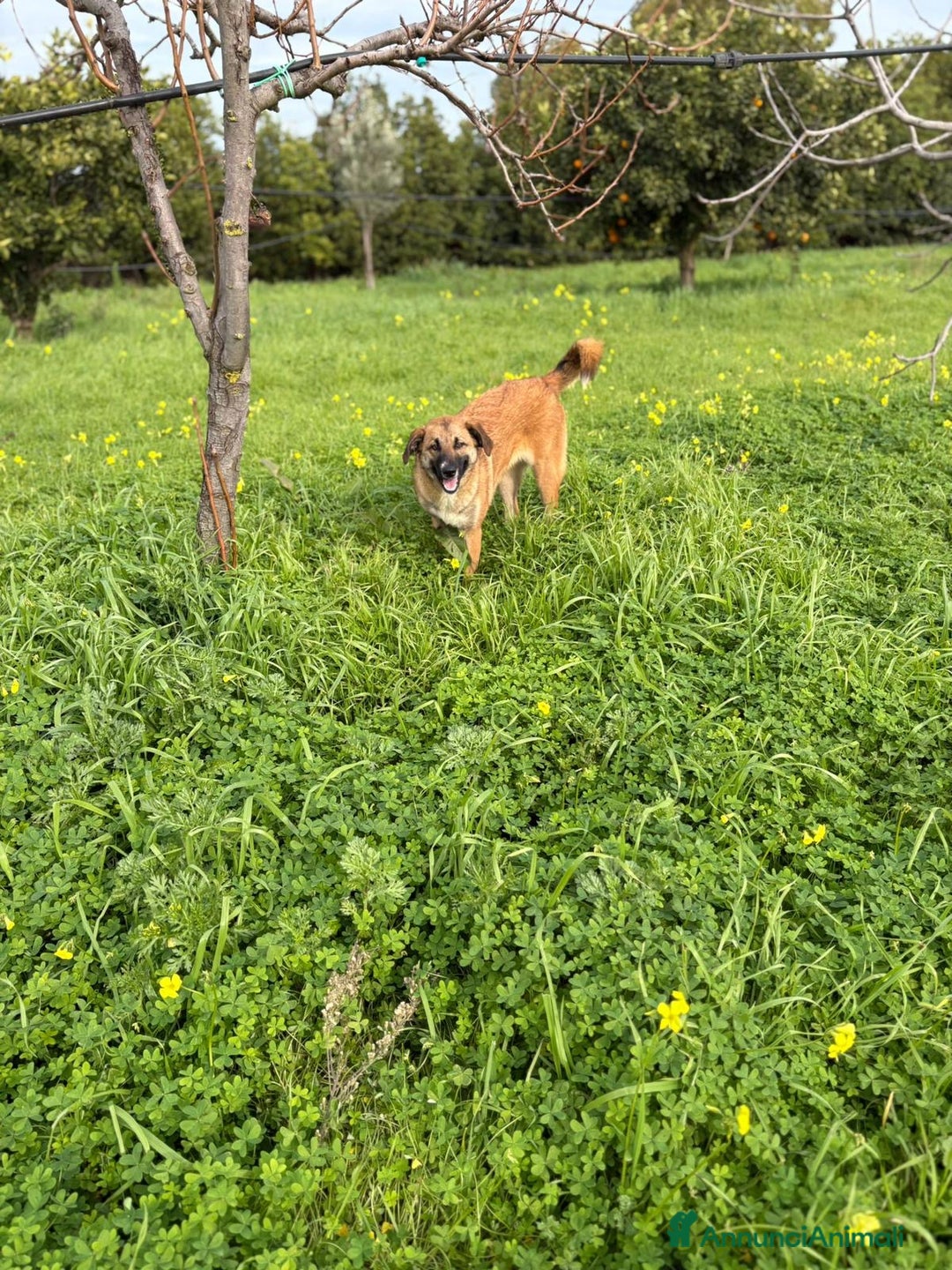 Meticcio cani in regalo: BEA 🩷 - cucciola gettata nell’immondizia 😢🏠 - Annuncio 2