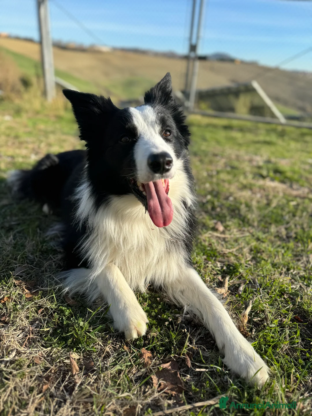 Border Collie cani per accoppiamento: Border collie maschio di 4 anni - Annuncio 3