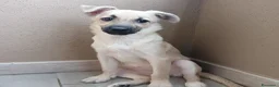 Meticcio cani in regalo: Milù  - Annuncio 5